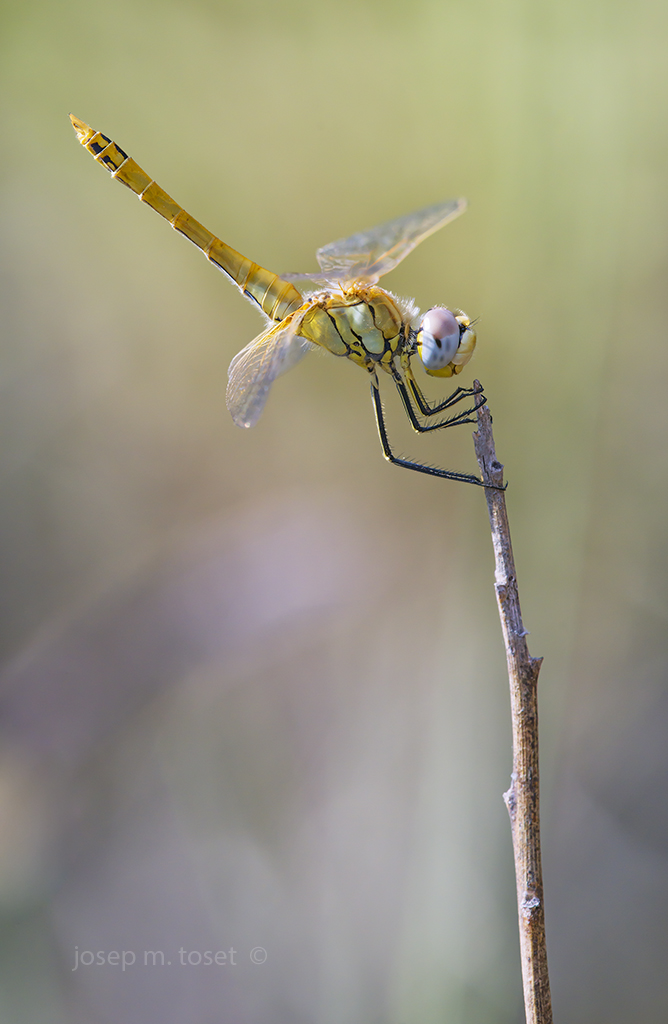 sympetrum fonscolombii        