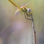 sympetrum fonscolombii        