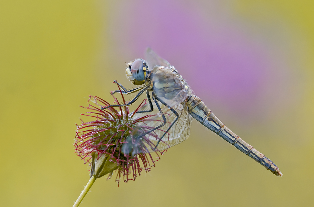 "Sympetrum fonscolombii"