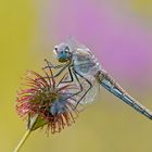 "Sympetrum fonscolombii"