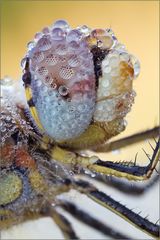 Sympetrum fonscolombii