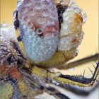 Sympetrum fonscolombii