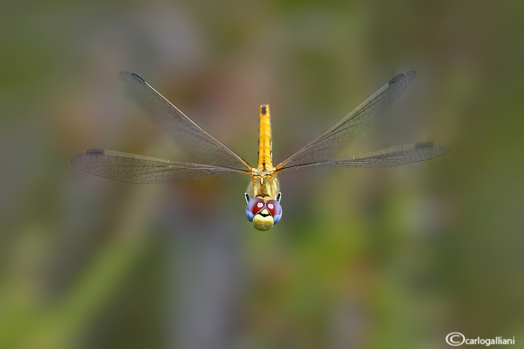 Sympetrum fonscolombii