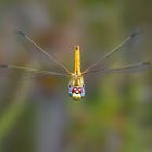 Sympetrum fonscolombii