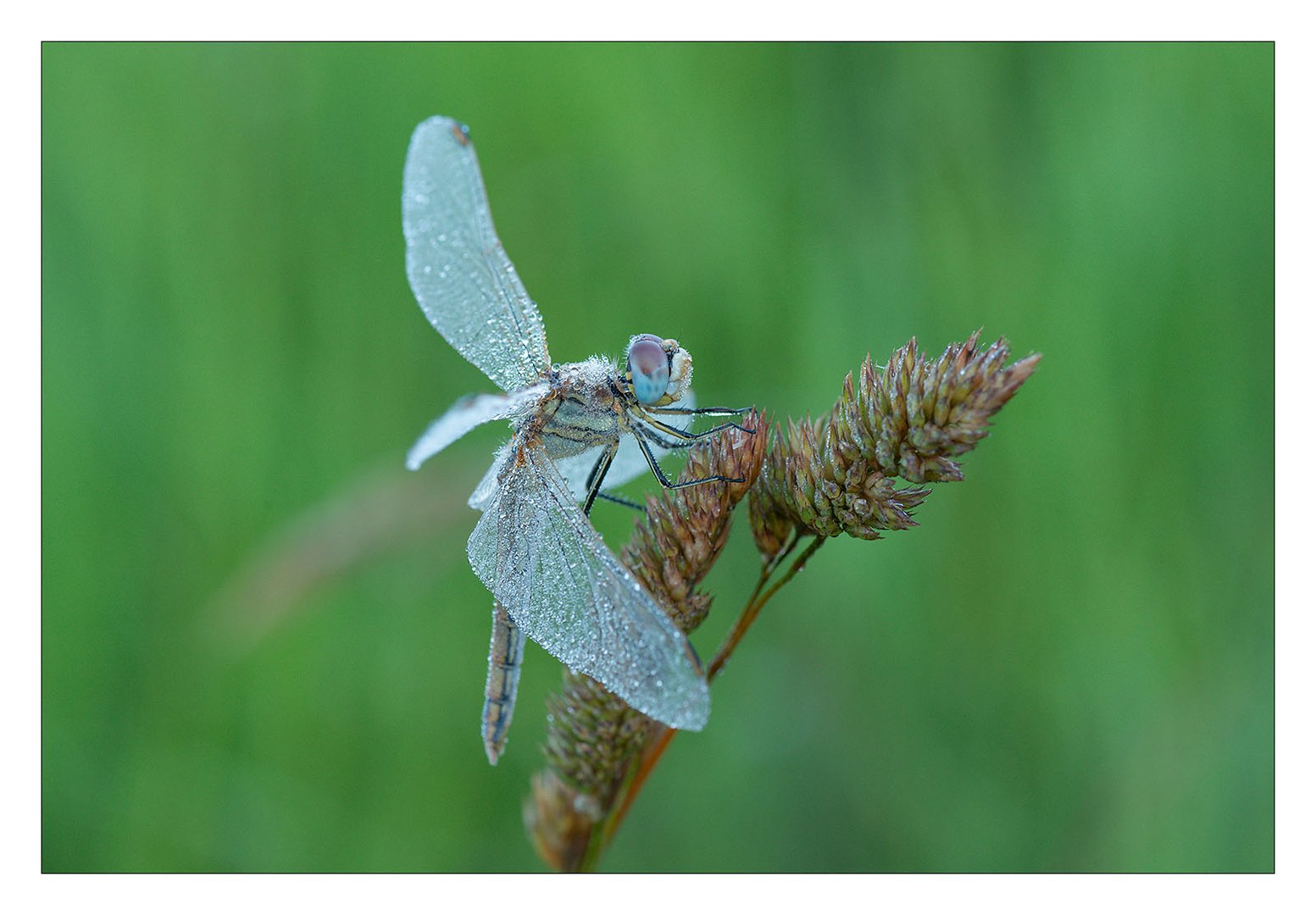 Sympetrum fonscolombii