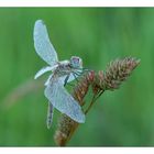 Sympetrum fonscolombii