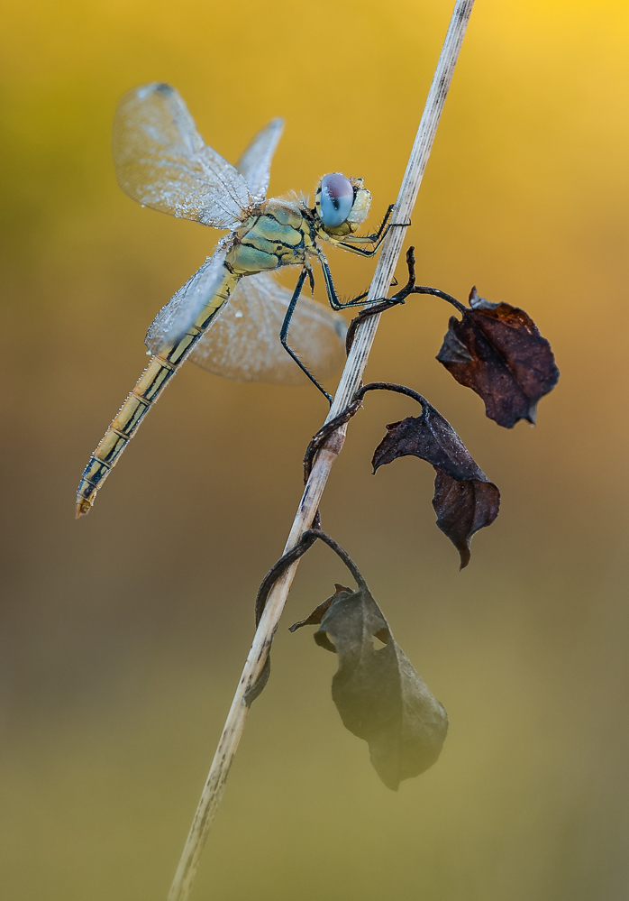 "Sympetrum fonscolombii"