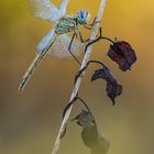 "Sympetrum fonscolombii"