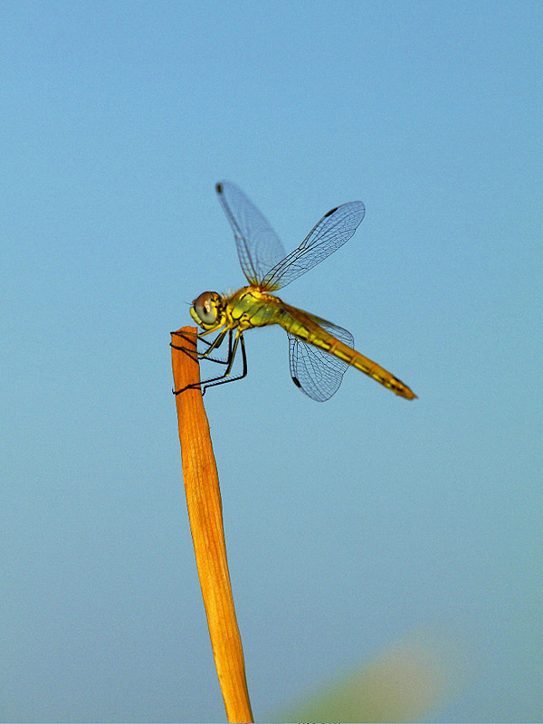 Sympetrum fonscolombii