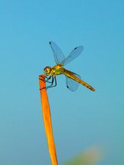 Sympetrum fonscolombii