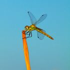 Sympetrum fonscolombii