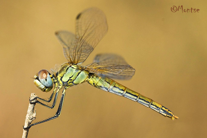 Sympetrum fonscolombii