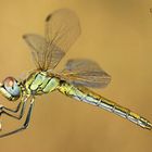 Sympetrum fonscolombii