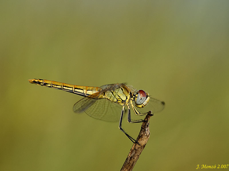 Sympetrum fonscolombii