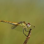 Sympetrum fonscolombii