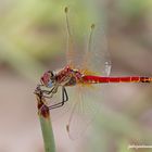 Sympetrum fonscolombii