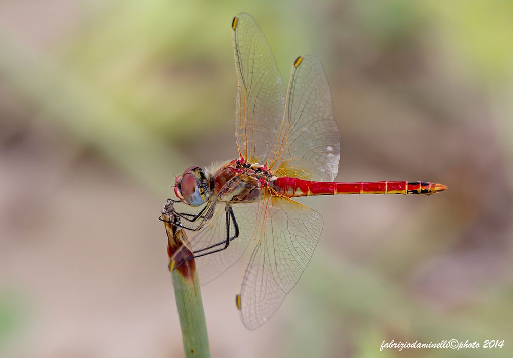 Sympetrum fonscolombii