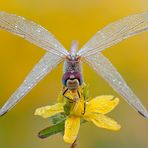 Sympetrum fonscolombii