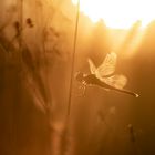 Sympetrum fonscolombii