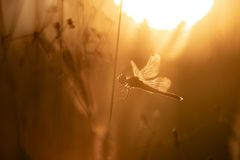 Sympetrum fonscolombii