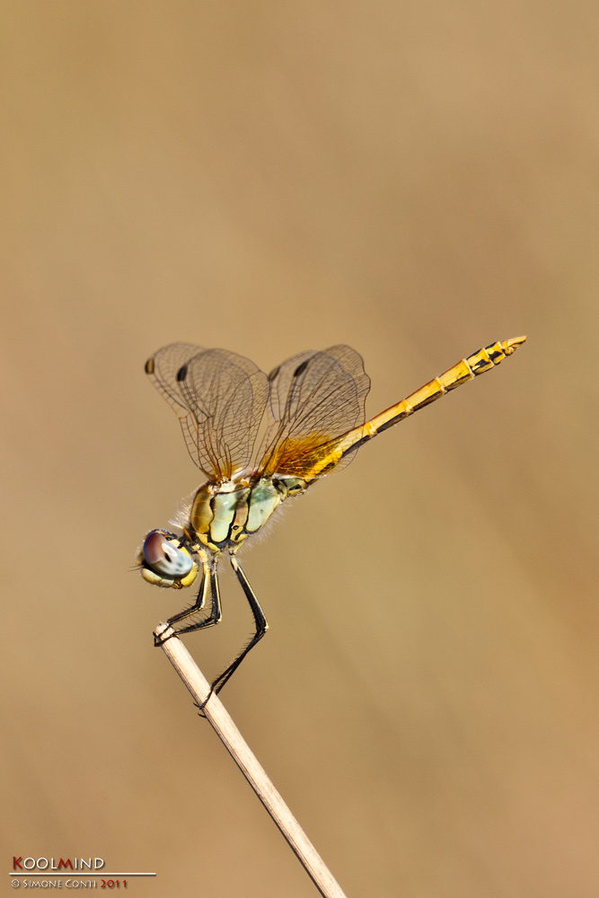 Sympetrum Fonscolombii female