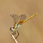 Sympetrum Fonscolombii female