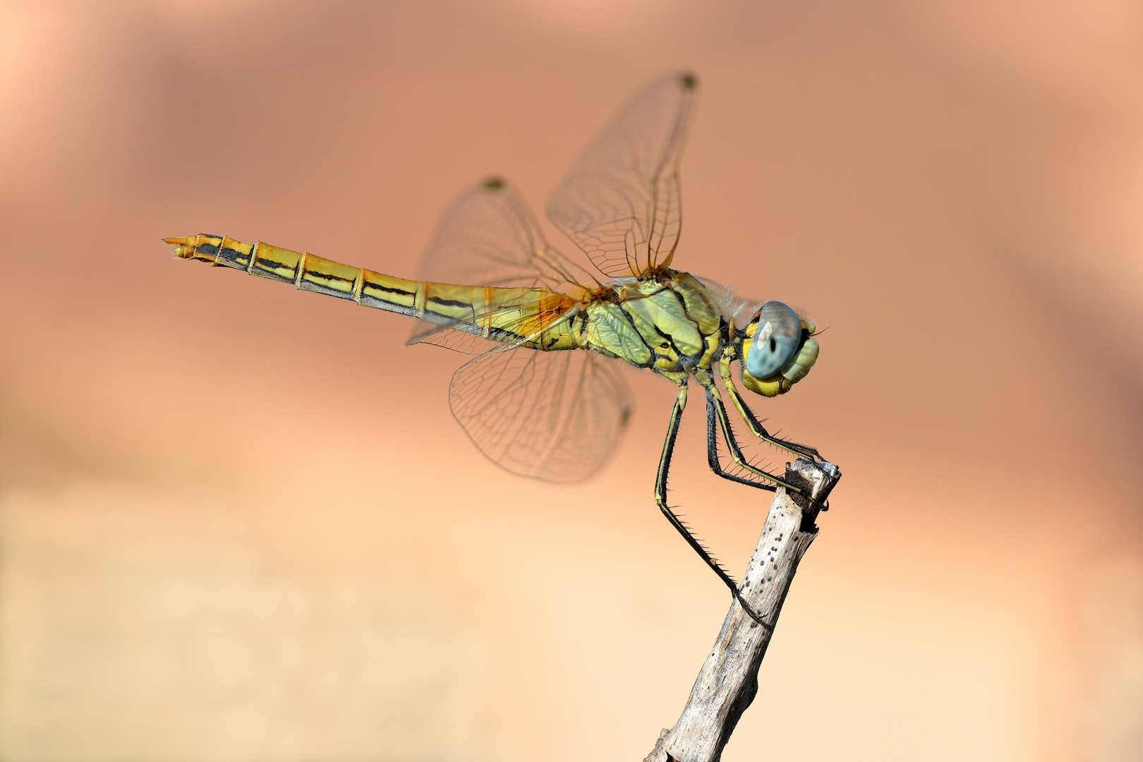 Sympetrum fonscolombii female