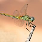 Sympetrum fonscolombii female