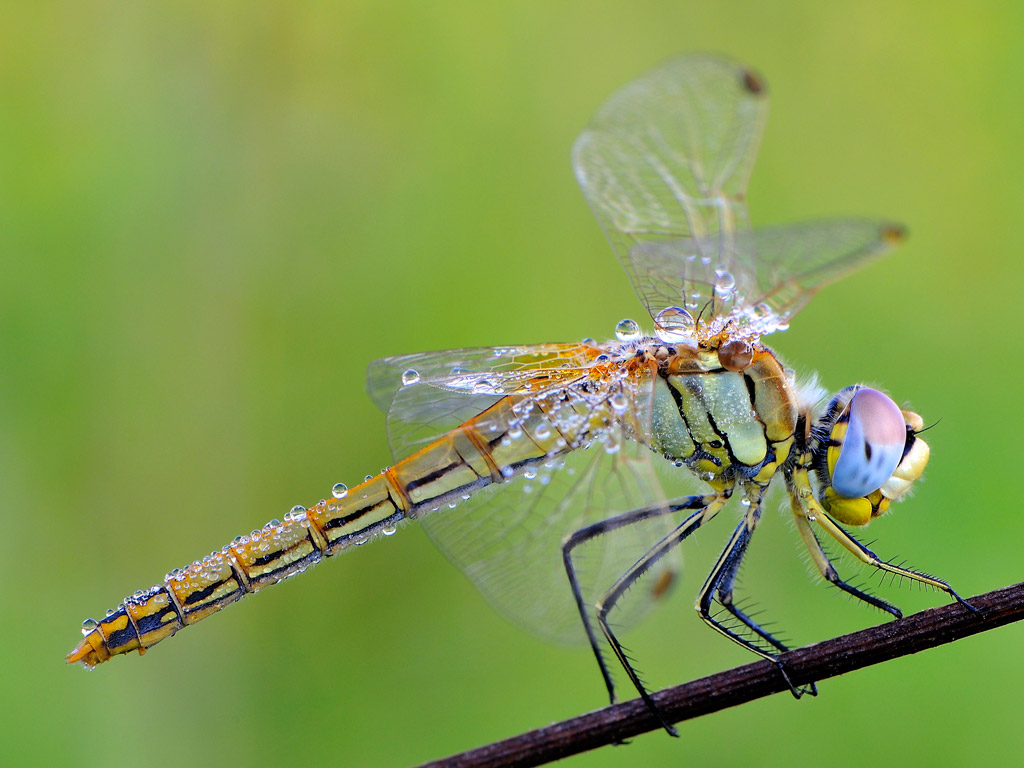 Sympetrum fonscolombii femmina