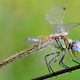 Sympetrum fonscolombii femmina