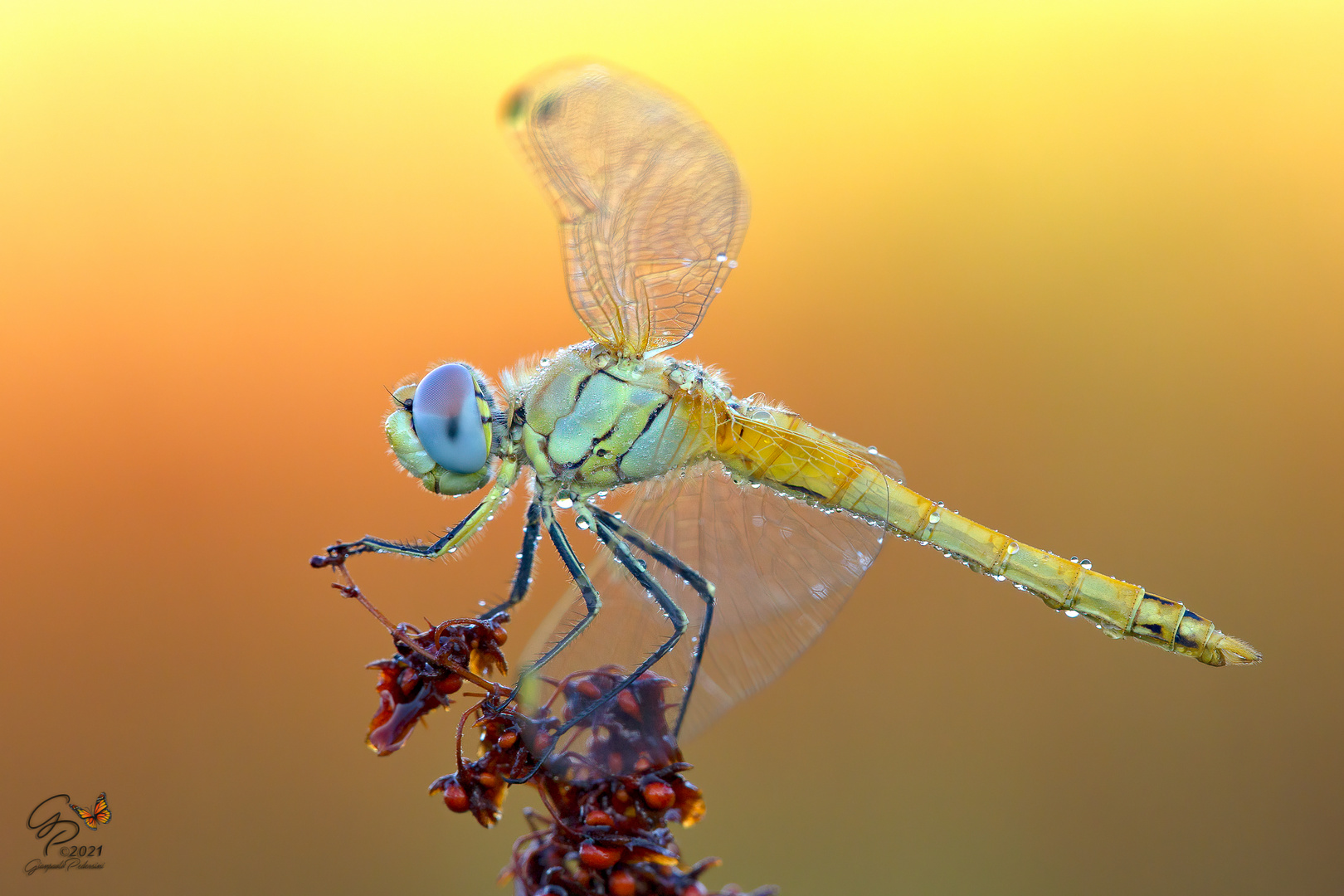 Sympetrum fonscolombii (giovane maschio) 