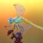 Sympetrum fonscolombii (giovane maschio) 