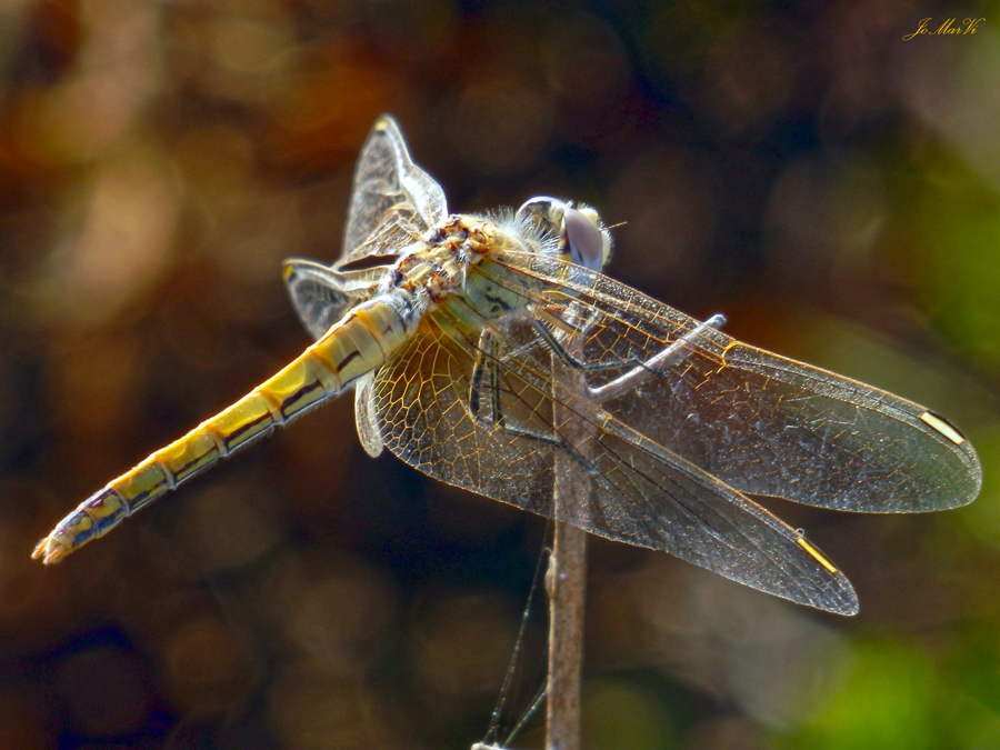 Sympetrum Fonscolombii hembra