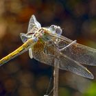 Sympetrum Fonscolombii hembra