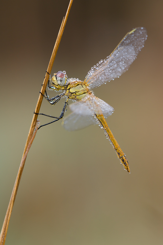 Sympetrum fonscolombii II