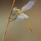 Sympetrum fonscolombii II