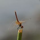 Sympetrum fonscolombii in Obeliskenstellung