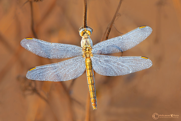 Sympetrum-fonscolombii in un mondo colore oro