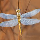 Sympetrum-fonscolombii in un mondo colore oro