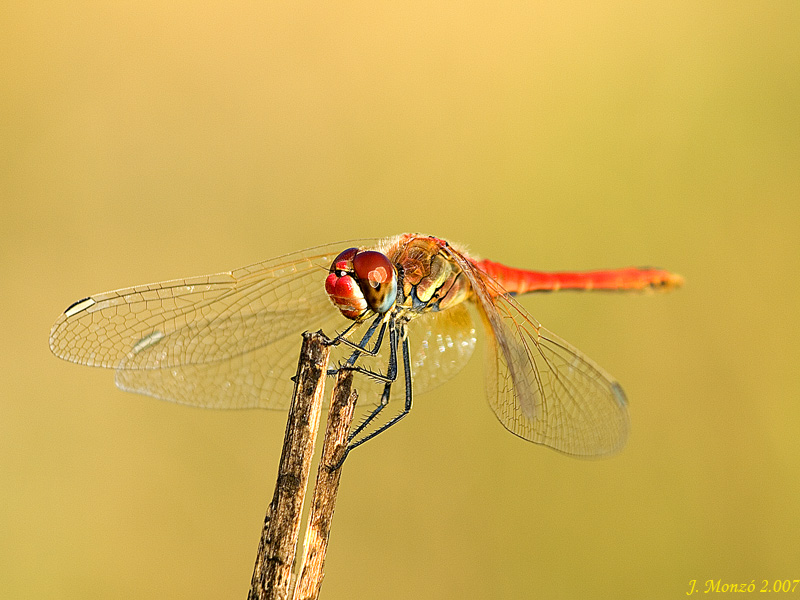 Sympetrum fonscolombii macho