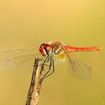 Sympetrum fonscolombii macho