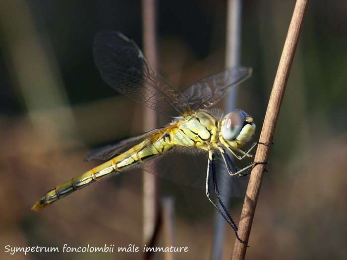 Sympetrum fonscolombii mâle immature