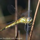 Sympetrum fonscolombii mâle immature