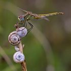 Sympetrum fonscolombii Selys 1840