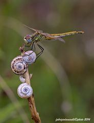 Sympetrum fonscolombii Selys 1840