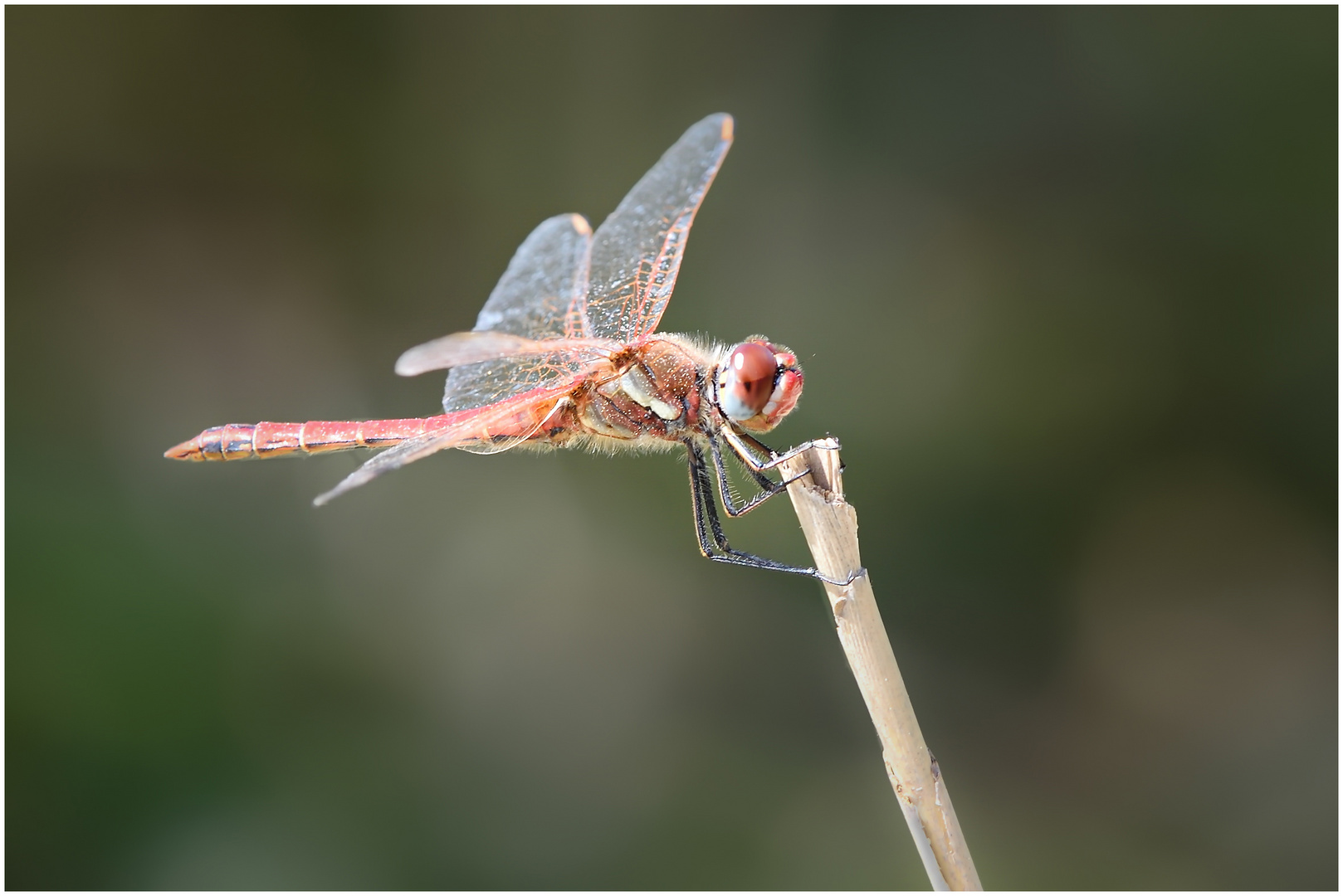 Sympetrum (m)