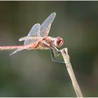 Sympetrum (m)