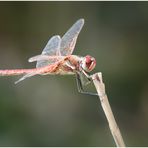 Sympetrum (m)