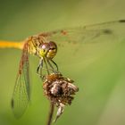 Sympetrum méridional