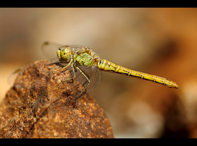 Sympetrum meridionale de Noth 